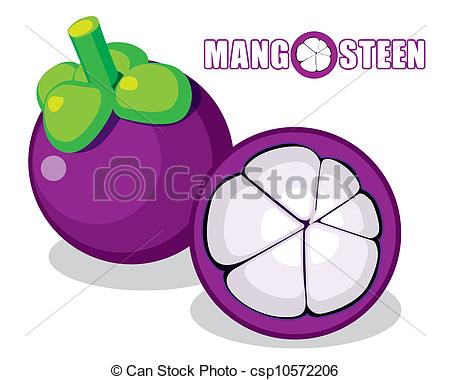 Mangosteen Illustrations and Clipart. 452 Mangosteen royalty free.