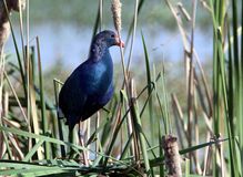 Purple Moorhen (water.