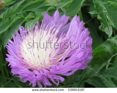 Purple Chrysanthemums Stock Photos, Royalty.