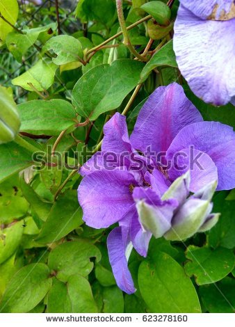 Stamens Stock Images, Royalty.