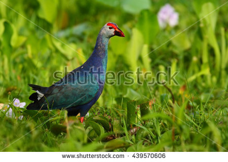 Purple Swamphen Porphyrio Porphyrio Nature Green Stock Photo.