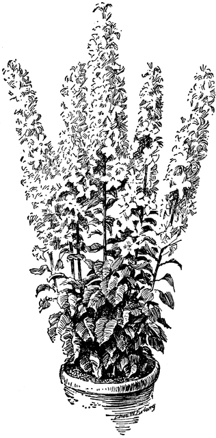 Campanula Pyramidalis.