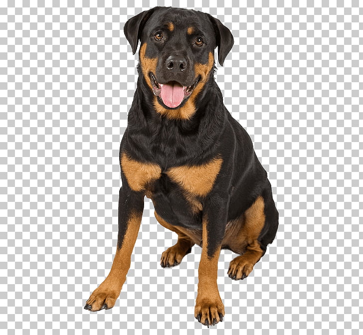 The Rottweiler Puppy German Shepherd Dachshund, puppy PNG.