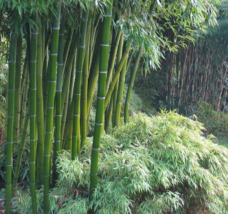 17 best ideas about Bamboo Seeds on Pinterest.