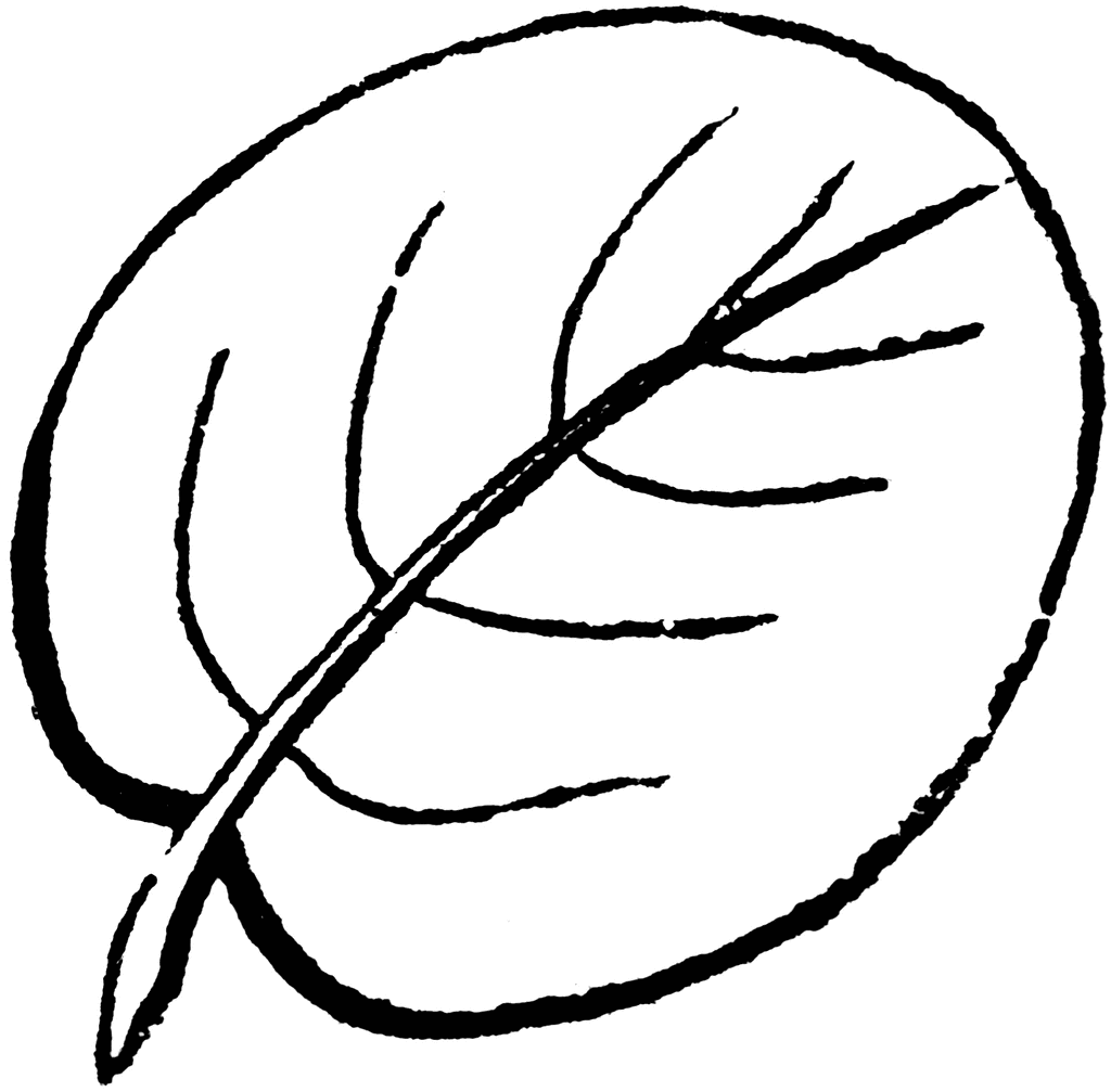 Leaf Shape Clipart.