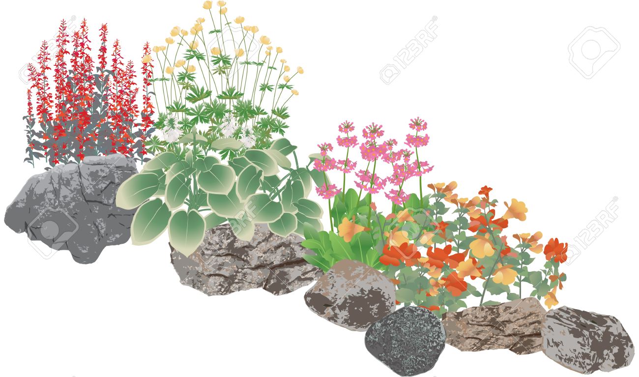 Rockery Plants, Rock Pool Edging Plants Royalty Free Cliparts.