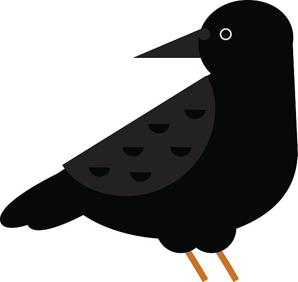 Rook Bird Clip Art, Vector Images & Illustrations.