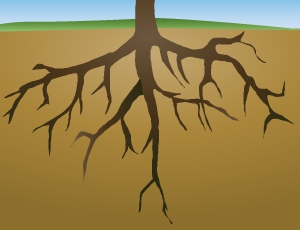 Plant Roots Clipart#1966395.