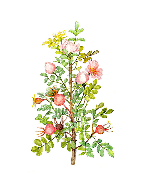 Rosa Spinosissima Floral Botanical Print Illustration Watercolor.