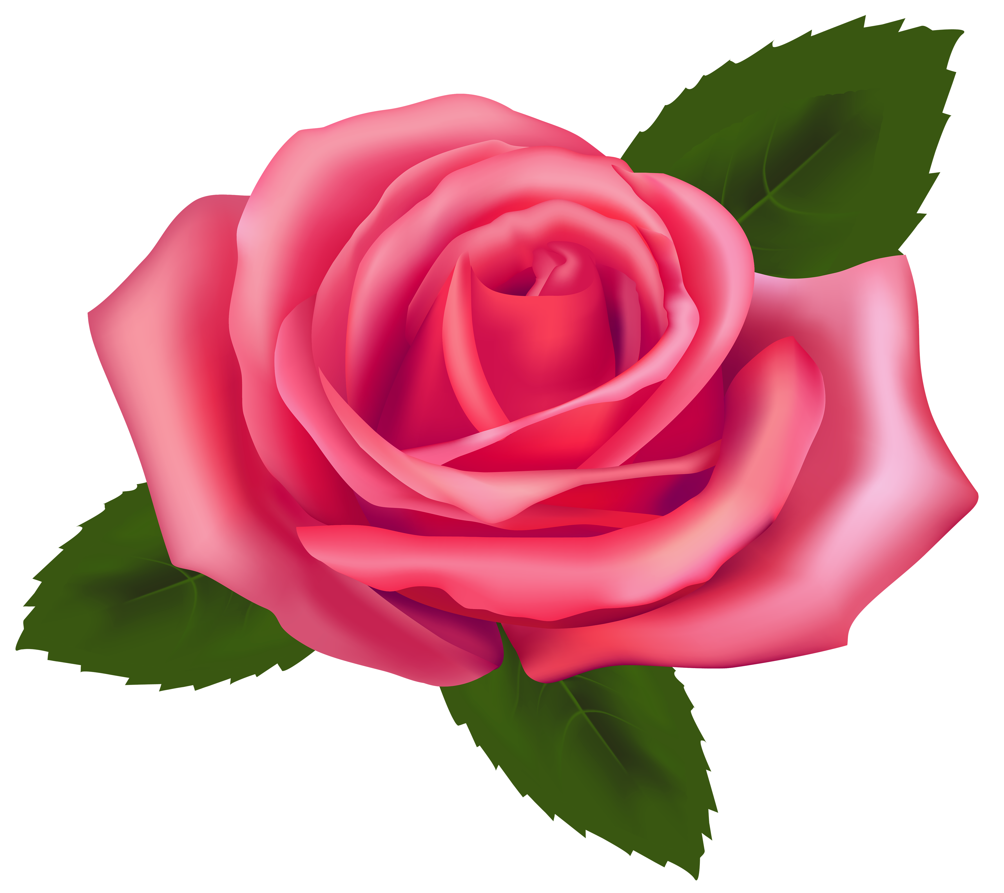 Beautiful Pink Rose PNG Clipart.