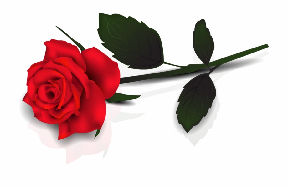 Single Red Rose Transparent Png.