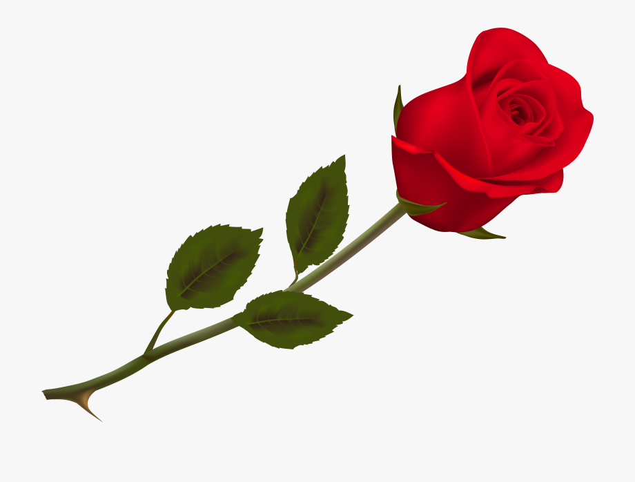 Transparent Beautiful Red Rose Png Picture.