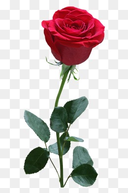 Rose HD PNG Transparent Rose HD.PNG Images..