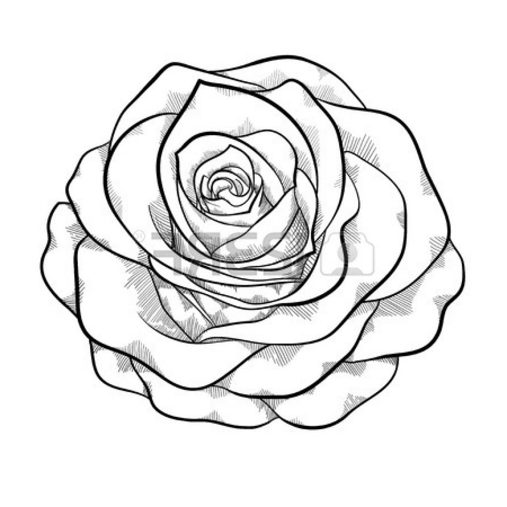 Rose Outline Clipart.