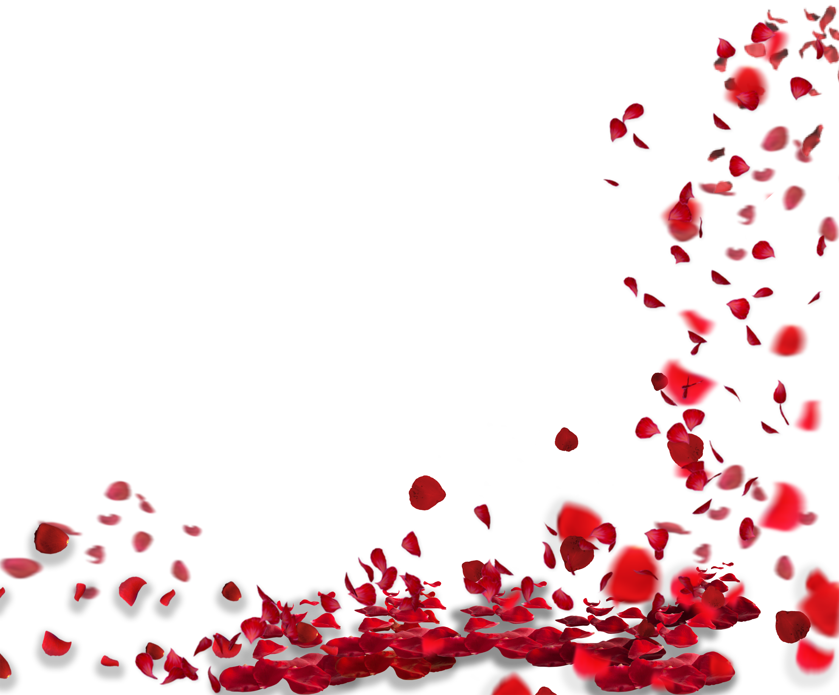 Rose Petals Png images HD quality free download.