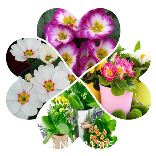 Compare Prices on Rare Flowers.