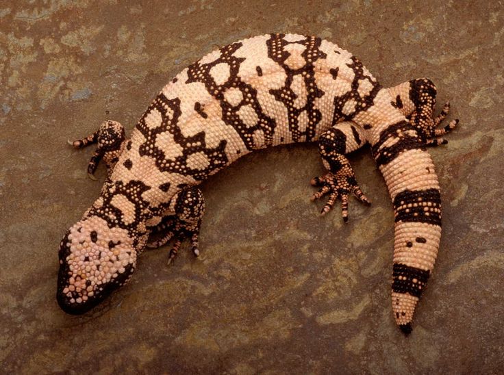 17 Best ideas about Gila Monster on Pinterest.