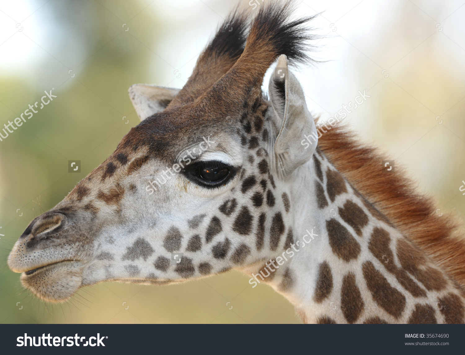 Baby Reticulated Giraffe Close Up Full Frame Head, Namibia, Africa.