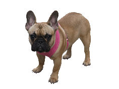 Free Real Dog Cliparts, Download Free Clip Art, Free Clip.