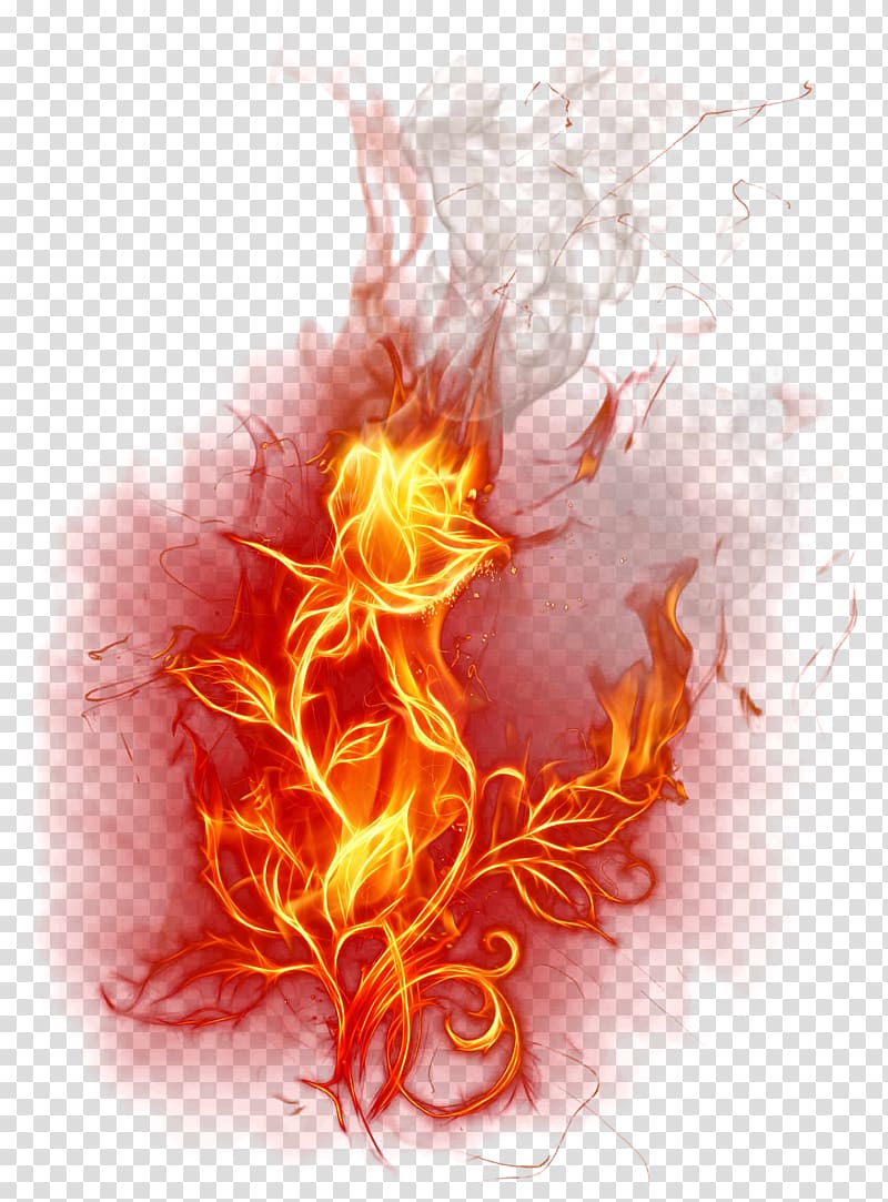 Red fire, Flame Fire Combustion , Burning Rose transparent.