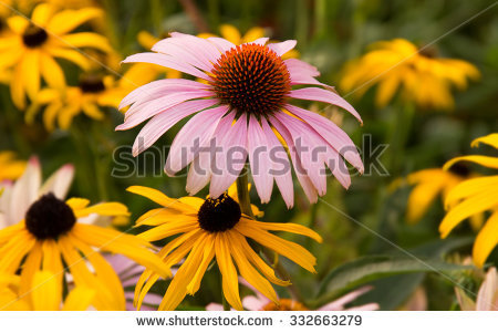 Prairie Coneflowers Stock Photos, Royalty.