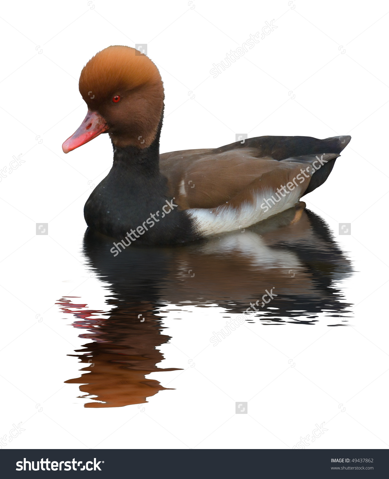 Pochard Duck (Aythya Ferina). A Medium.