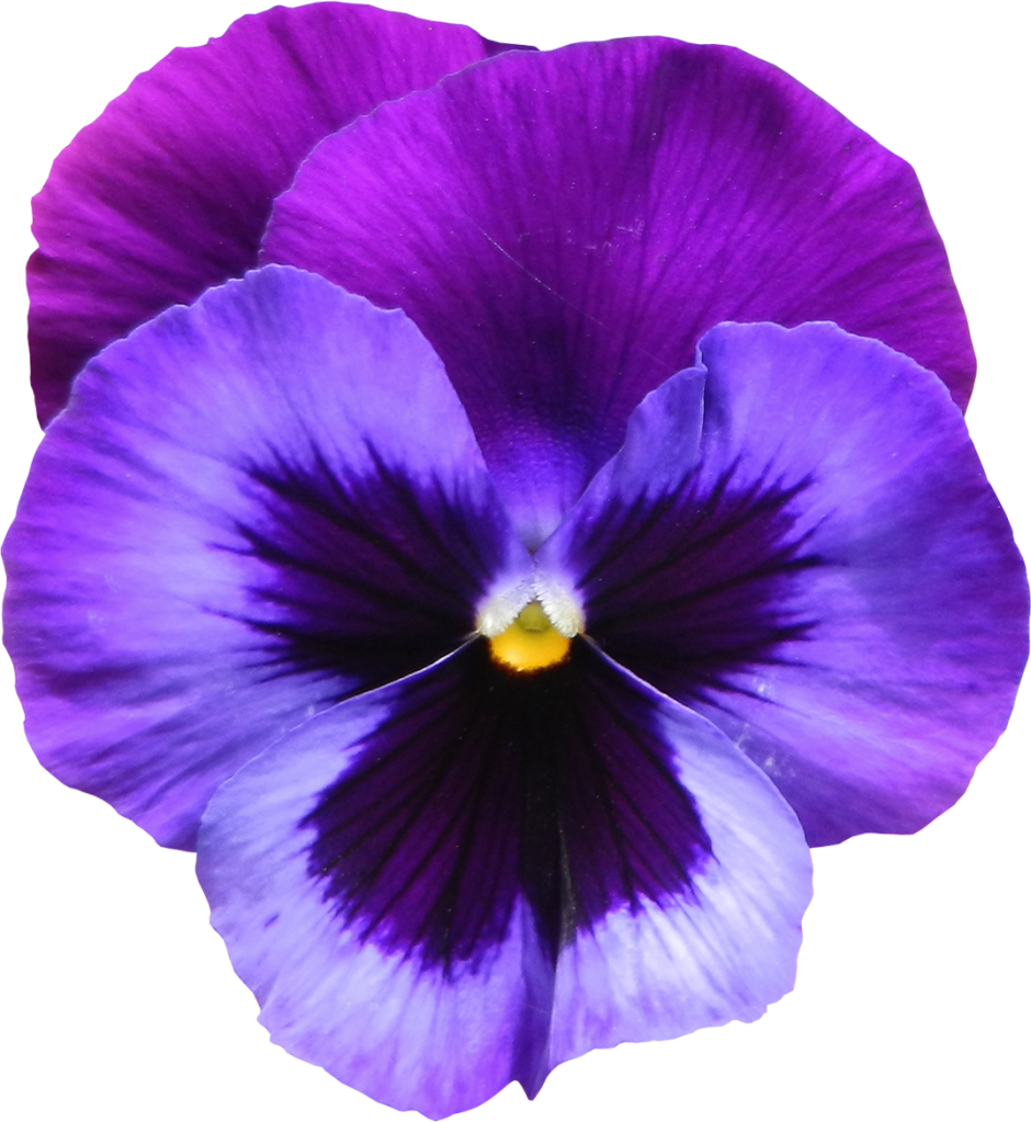 Large_Transparent_Purple_Violet_Flower_PNG_Clipart.png (940×1023.