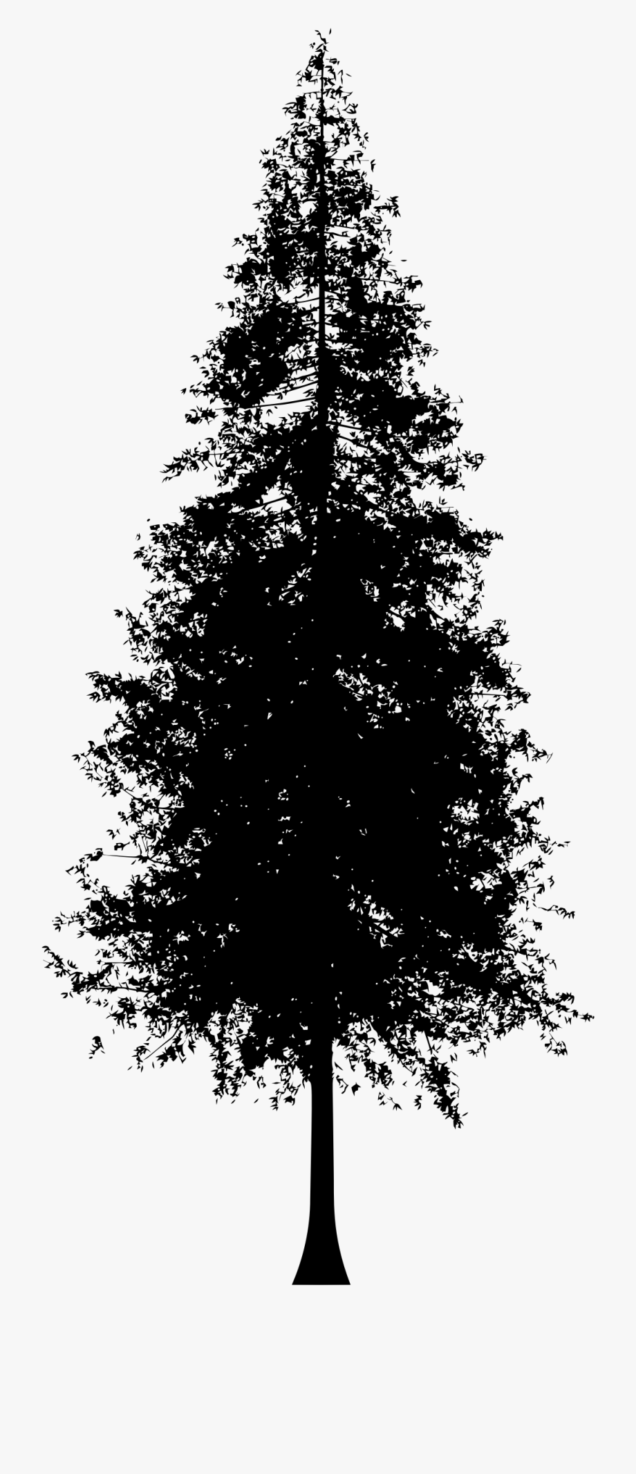 Picture Transparent Stock Redwood Tree Clipart.