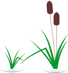 Reeds clipart.