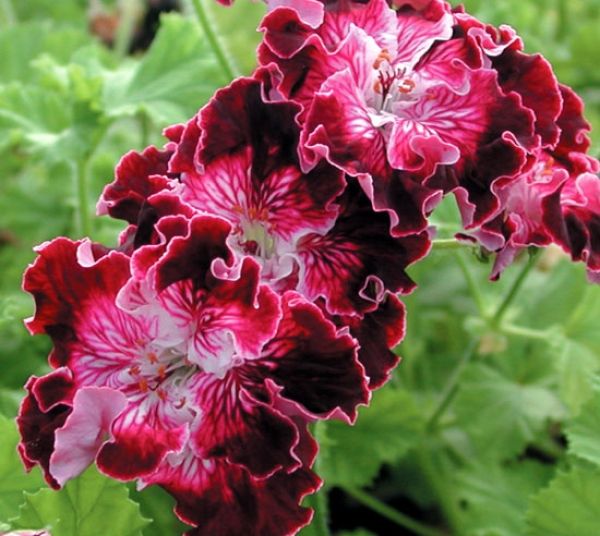 17 Best images about geraniums on Pinterest.