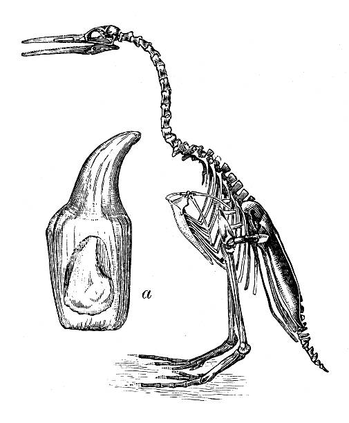 Skeleton Of Hesperornis Regalis Clip Art, Vector Images.