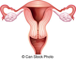 Reproductive Illustrations and Clip Art. 2,432 Reproductive.