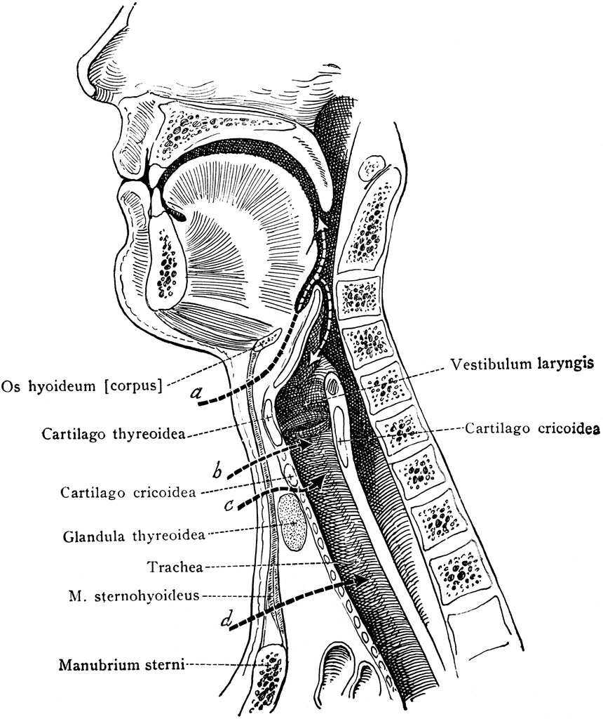 Upper Respiratory Tract.