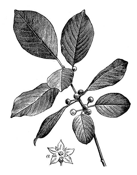 Glossy Buckthorn Clip Art, Vector Images & Illustrations.