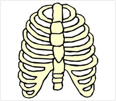 Rib Clipart.