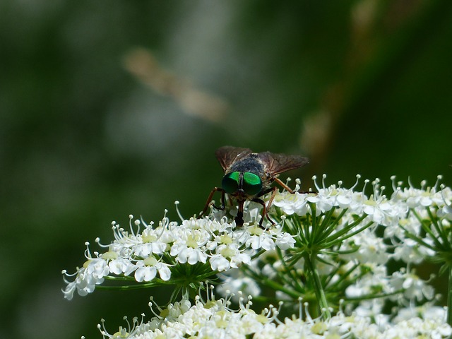 Free photo Mosquito Gelsenkirchen Males Nature.