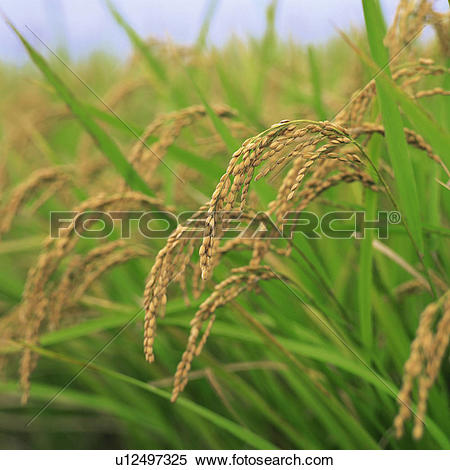 Picture of Harvest, Ripe rice plants, grain, western food, Bent.