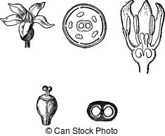 Rubiaceae Vector Clip Art Royalty Free. 34 Rubiaceae clipart.