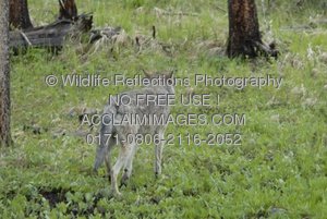 wolf walking away clipart & stock photography.