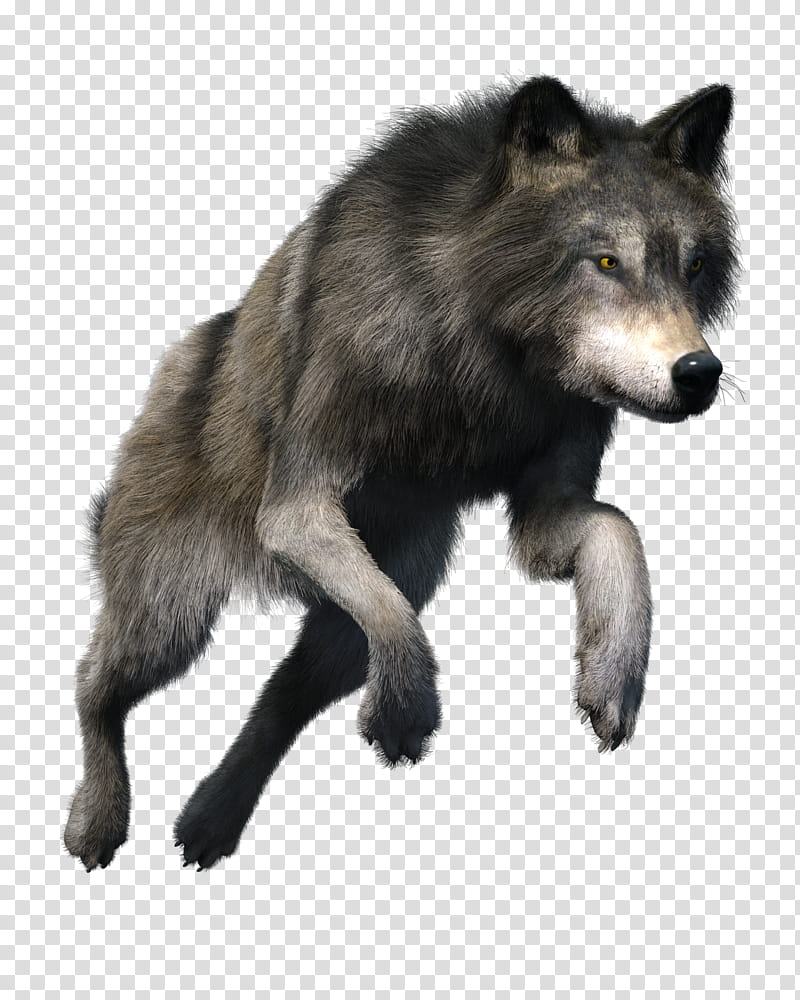 Free Wolf, gray wolf transparent background PNG clipart.