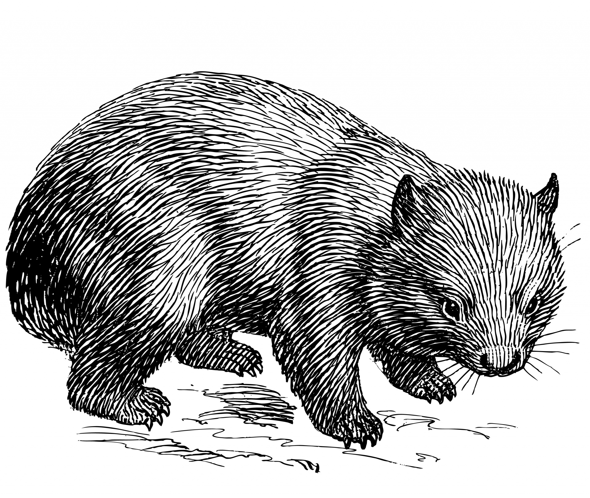 Wombat,animal,line art,clipart,clip art.