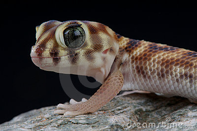 Wonder Gecko Royalty Free Stock Photo.