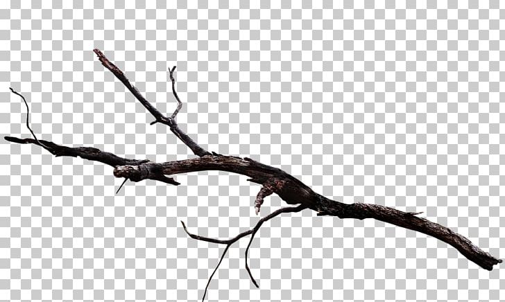 Twig Plant Stem Leaf Wood /m/083vt PNG, Clipart, Black And.