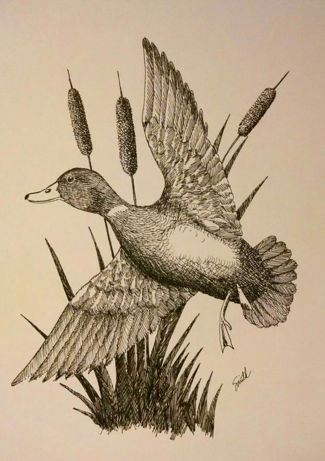 Drake Mallard Duck illustration in pen & ink. in 2019.