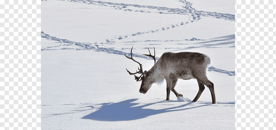 Santa Claus Boreal woodland caribou Deer Dog Animal track.