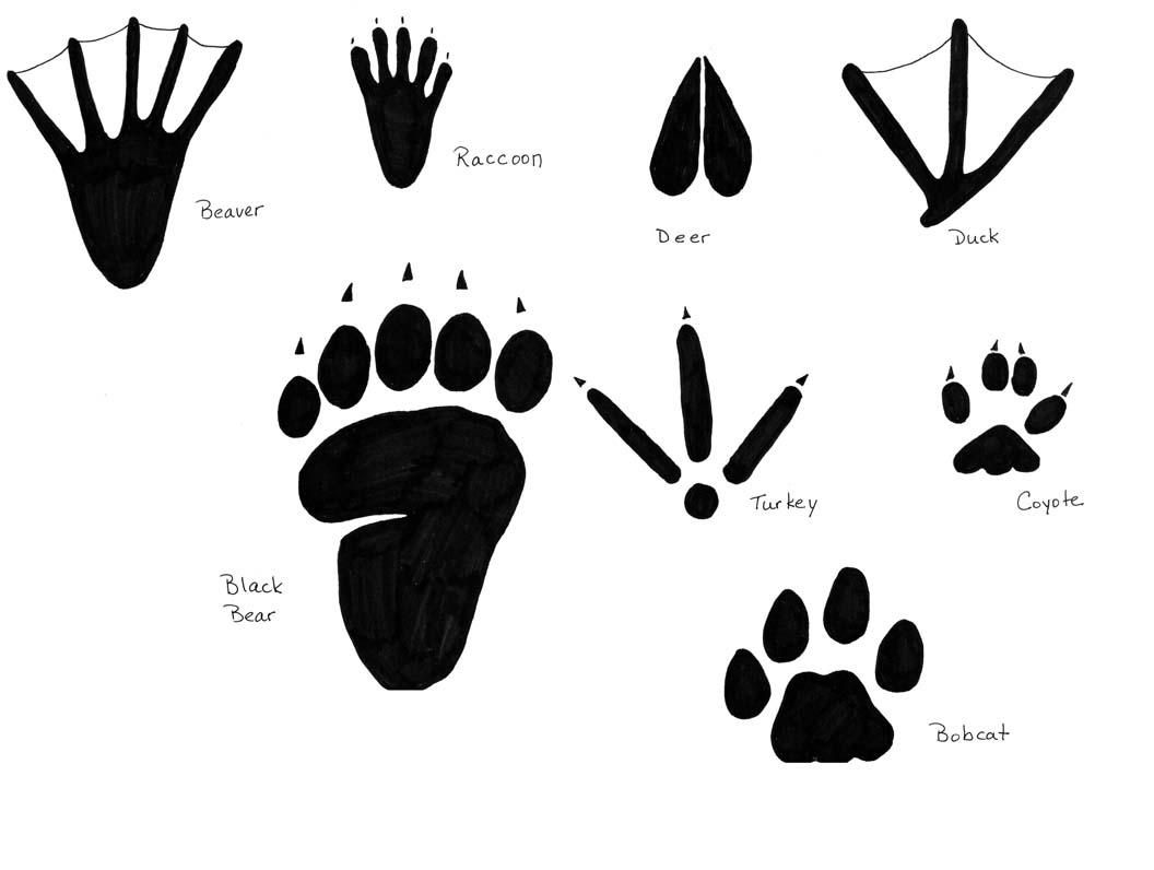 19 Awesome raccoon tracks clipart.