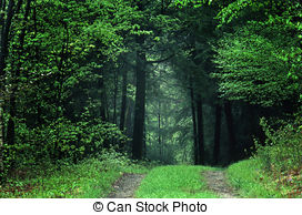 Stock Image of woodland path.