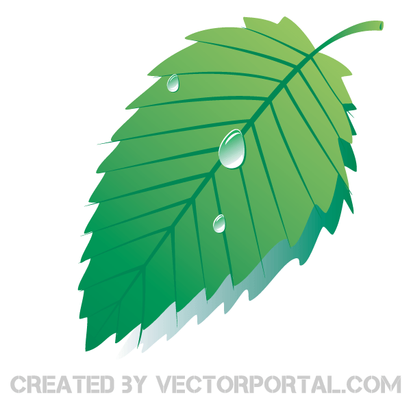 Leaf With Water Drop Clipart.