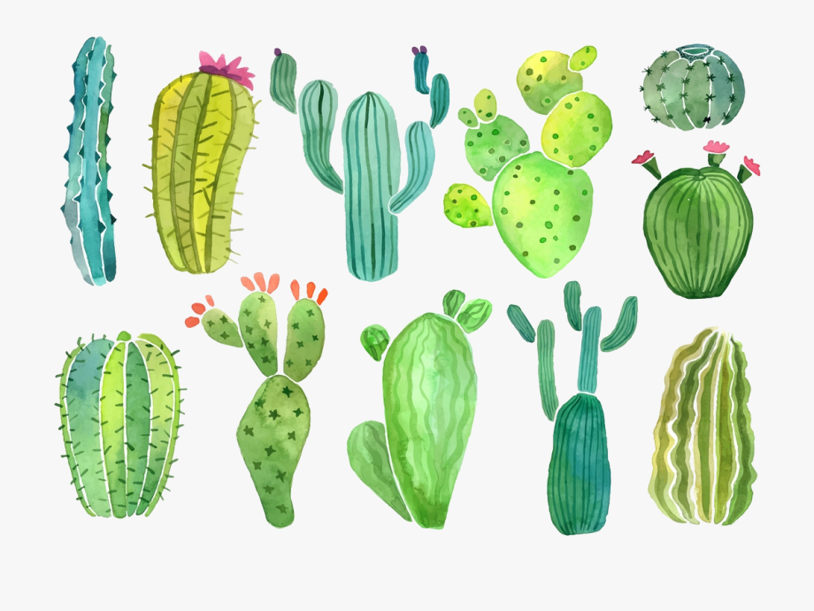 Cactus Clip Art Clipart Photo Transparent Png.