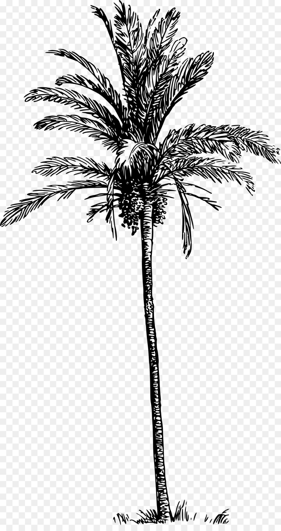 Palm Tree Drawing clipart.